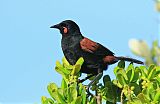 North Island Saddlebackborder=